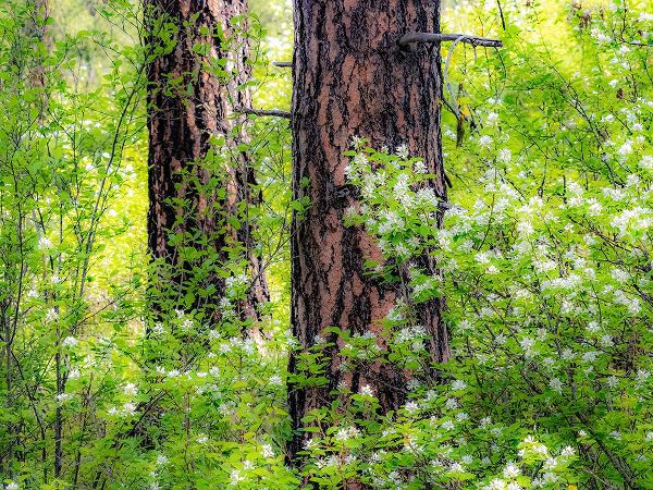 Gulin, Sylvia 아티스트의 USA-Washington State-Leavenworth white flowering bush amongst Ponderosa Pine작품입니다.